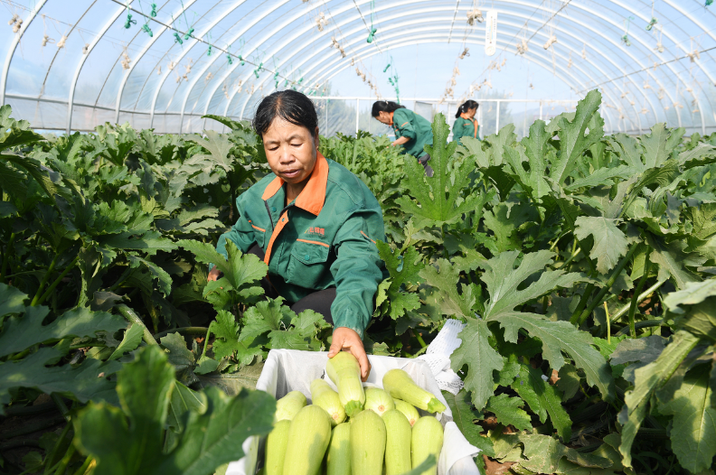 涿鹿县紧盯关键环节落实帮扶促振兴