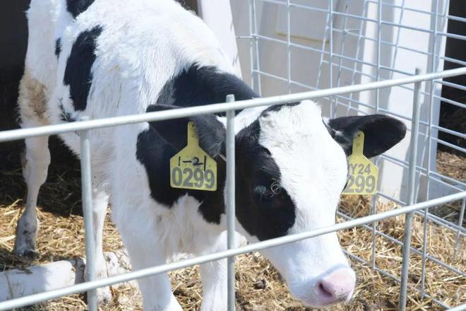 中国乳企用AI对冲周期(图4)