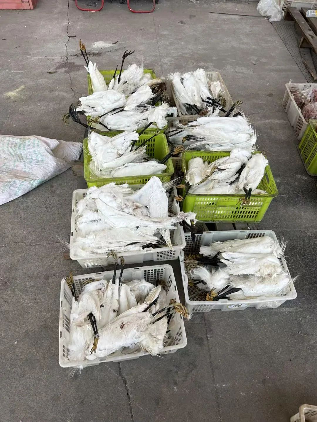 用浸泡过剧毒小鱼绝户式捕杀6000多只“三有”鸟类16人判刑(图2)