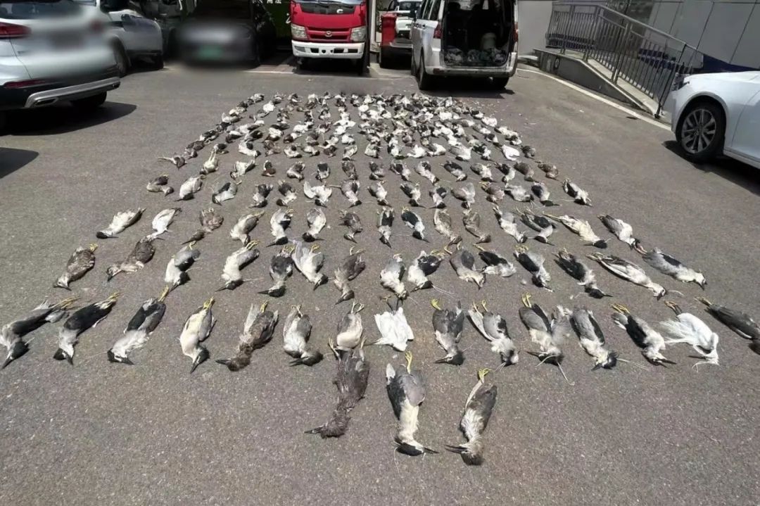 用浸泡过剧毒小鱼绝户式捕杀6000多只“三有”鸟类16人判刑