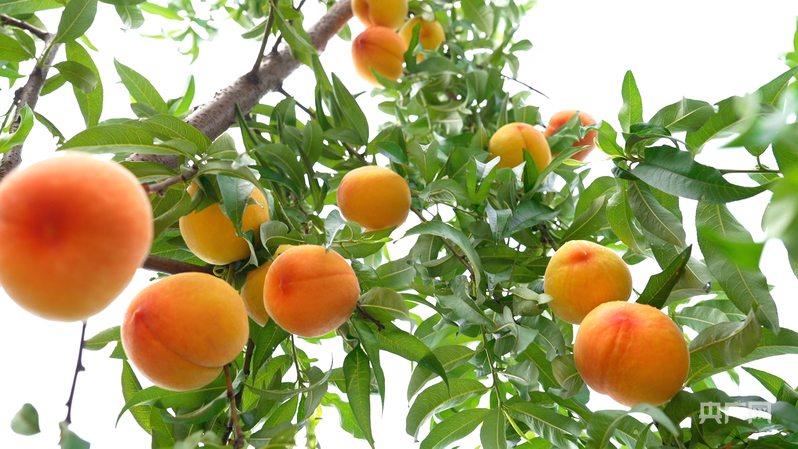 高质量发展看中国｜一颗桃的“升值记”(图1)