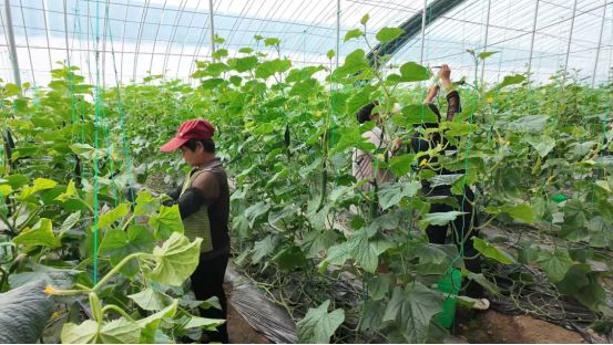 首衡：超越“中间商”筑就乡村振兴的城乡金桥(图2)