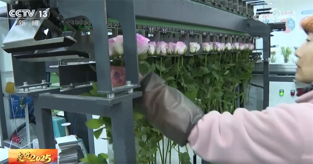 “云花”跨越千里如何“绽放”全国？解码“美丽经济”背后的保鲜密码(图2)