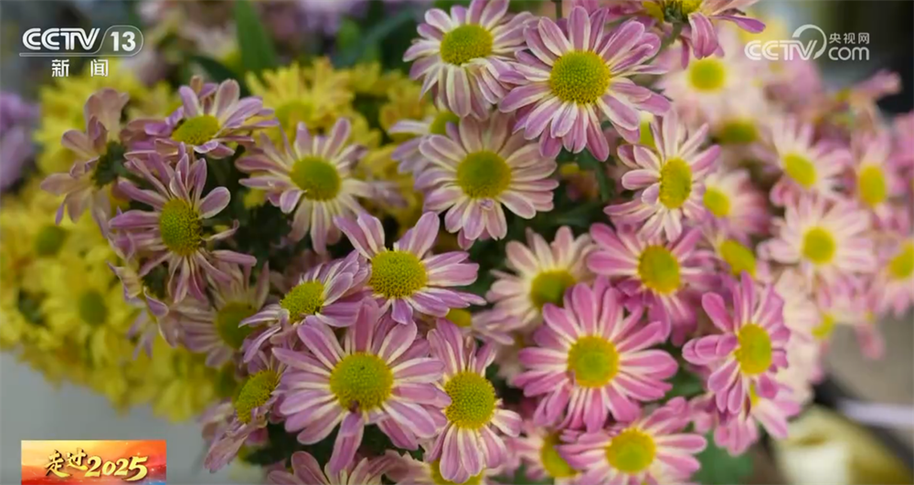 “云花”跨越千里如何“绽放”全国？解码“美丽经济”背后的保鲜密码(图5)