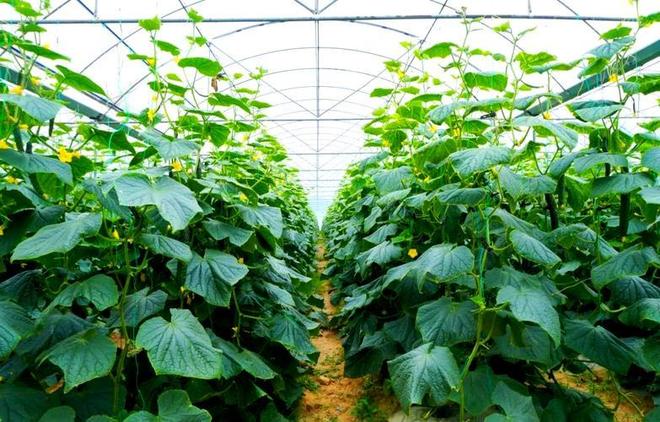 中国默默干了38年！不建桥不调水的超级工程：菜市场里的中国奇迹(图5)