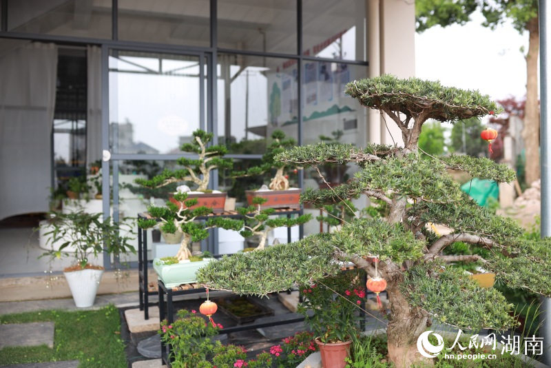 物流提速助推产业转型——浏阳柏加镇花木产业焕新(图2)