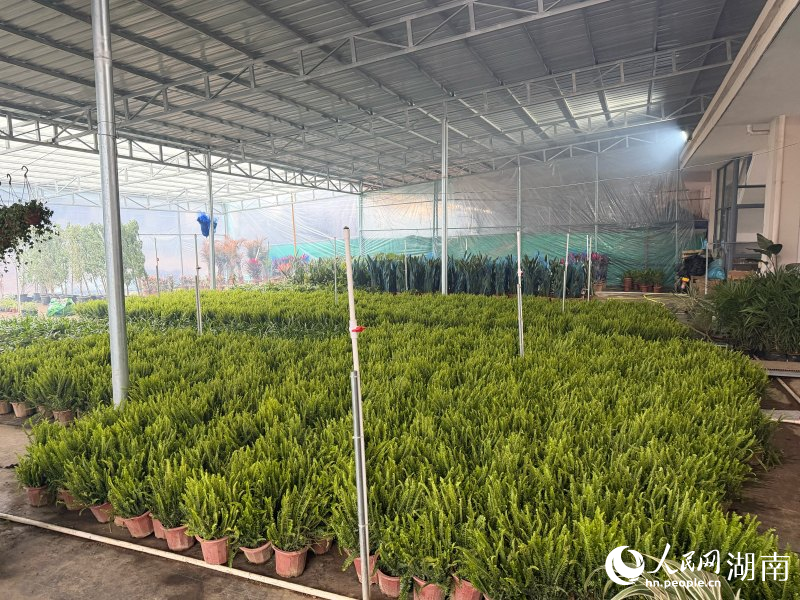 物流提速助推产业转型——浏阳柏加镇花木产业焕新